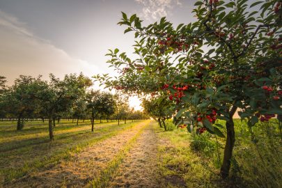 Treinamento, poda e desbaste de frutos da cerejeir