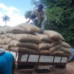 Ventas, comercio y envío de granos de cacao