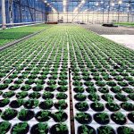 What is Plant Propagation