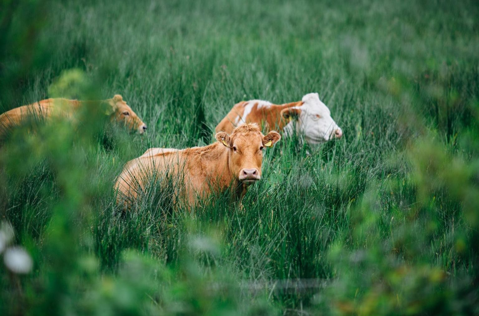 what-is-carbon-farming-carbon-sequestration-wikifarmer