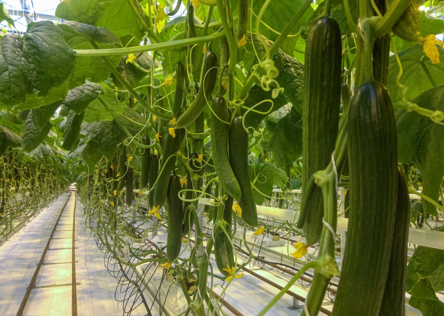 cucumber commercial cultivation