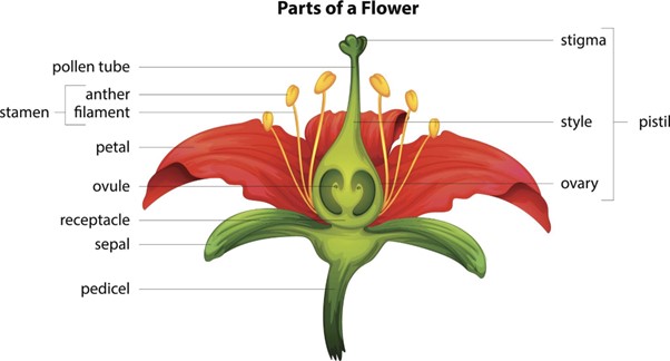 flower parts - sexual propagation