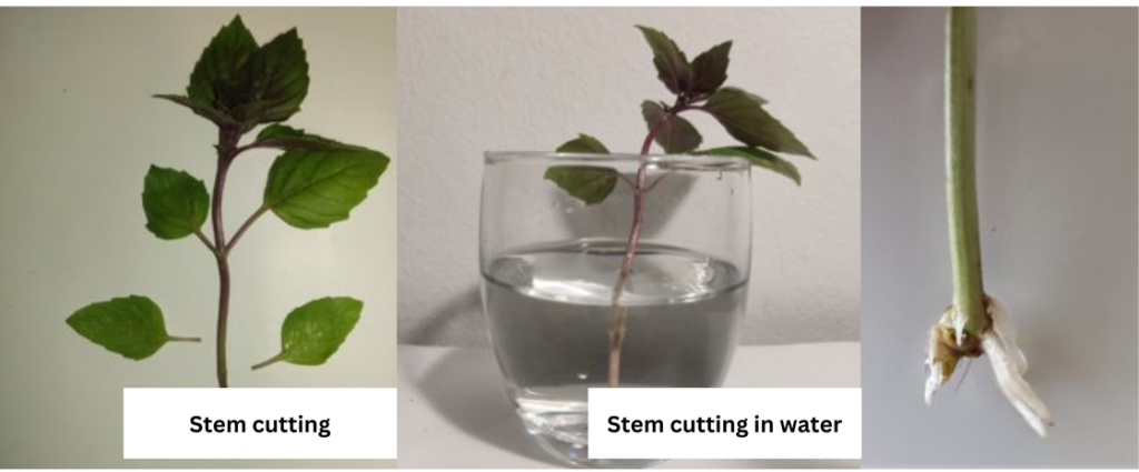 plant propagation with stem cuttings