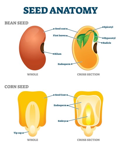 sexual propagation - seed anatomy