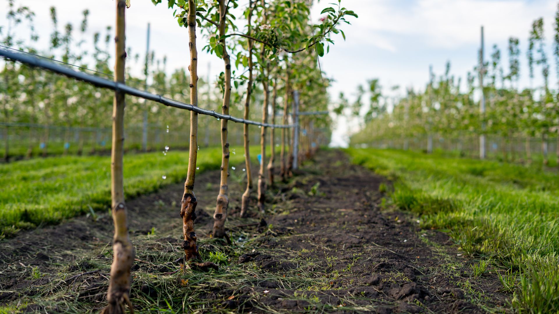 vegetative propagation