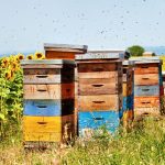 Μέλι: ενδιαφέροντα στοιχεία και διατροφική αξία