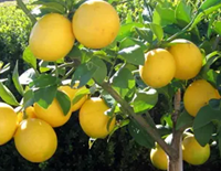lemon varieties - bearss