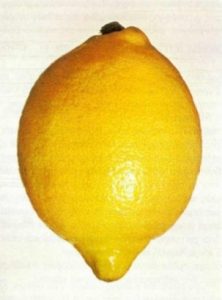 lemon varieties - berna
