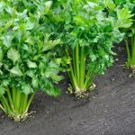 Celery Fertilizer Requirements