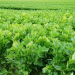 Celery-Pests-and-Diseases