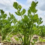 celery weed management