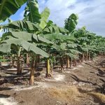 Exigências Nutricionais de Banana e Programa de Fertilização