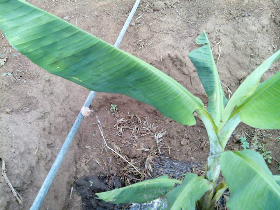 Irrigação em Banana