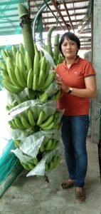 Exportações e Mercados de Banana
