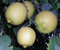 lemon varieties - femminello