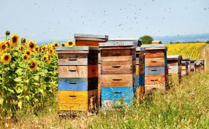 Faits intéressants sur le miel - Valeur nutritionnelle du miel