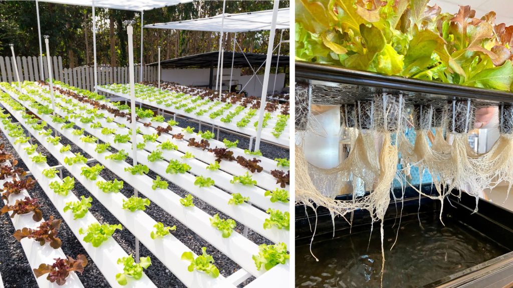 Comment cultiver en hydroponie : principes et pas-à-pas