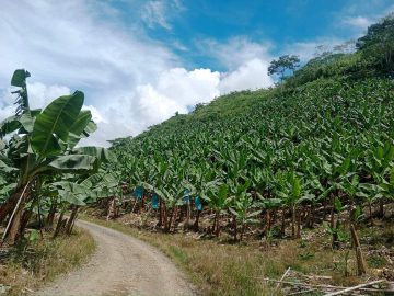 Informações sobre bananeiras e requisitos ambientais