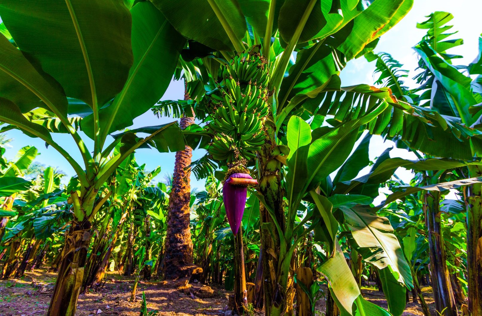 Informações sobre bananeiras e requisitos ambientais