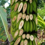 Proteção da bananeira - Principais doenças da bananeira