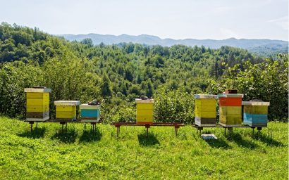 Quels sont les facteurs qui influencent la qualité du miel ?