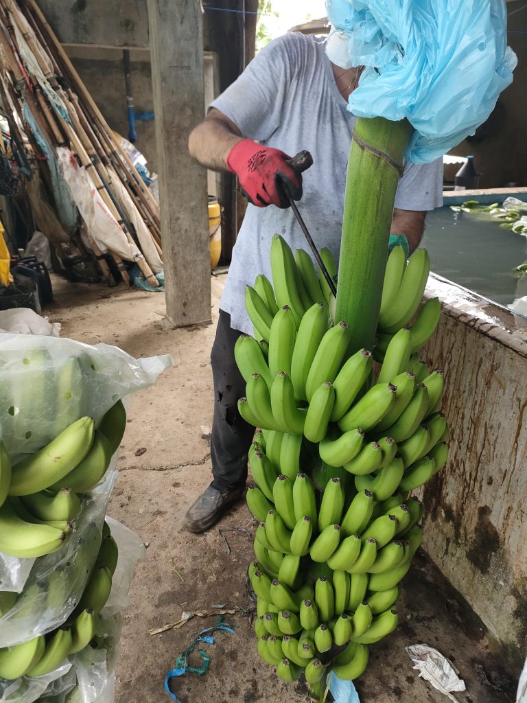 Rendimento, Colheita, Processamento e Armazenamento da Banana