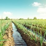 Requisitos de Água de Alho-poró e Sistemas de Irrigação