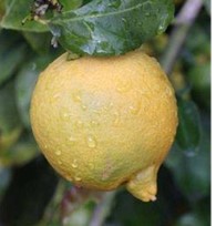 lemon varieties - villa franca