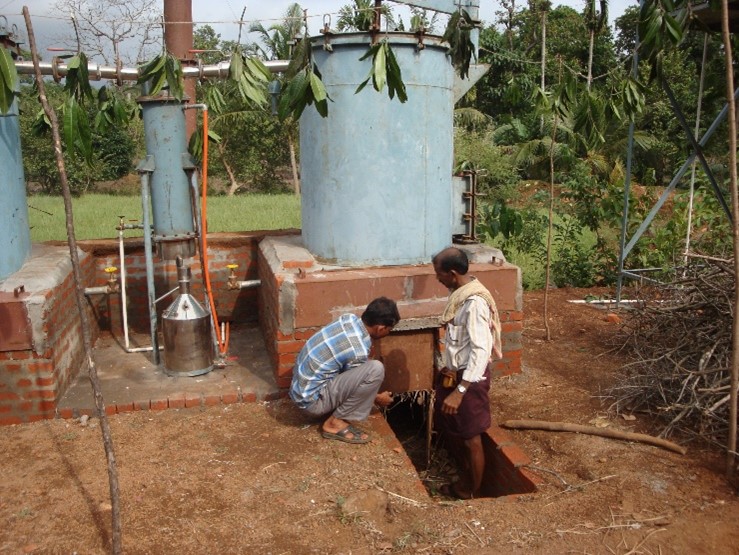 Distillation of patchouli for essential oil Patchouli essential oil extraction Wikifarmer