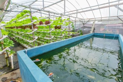 innovations in African aquaculture