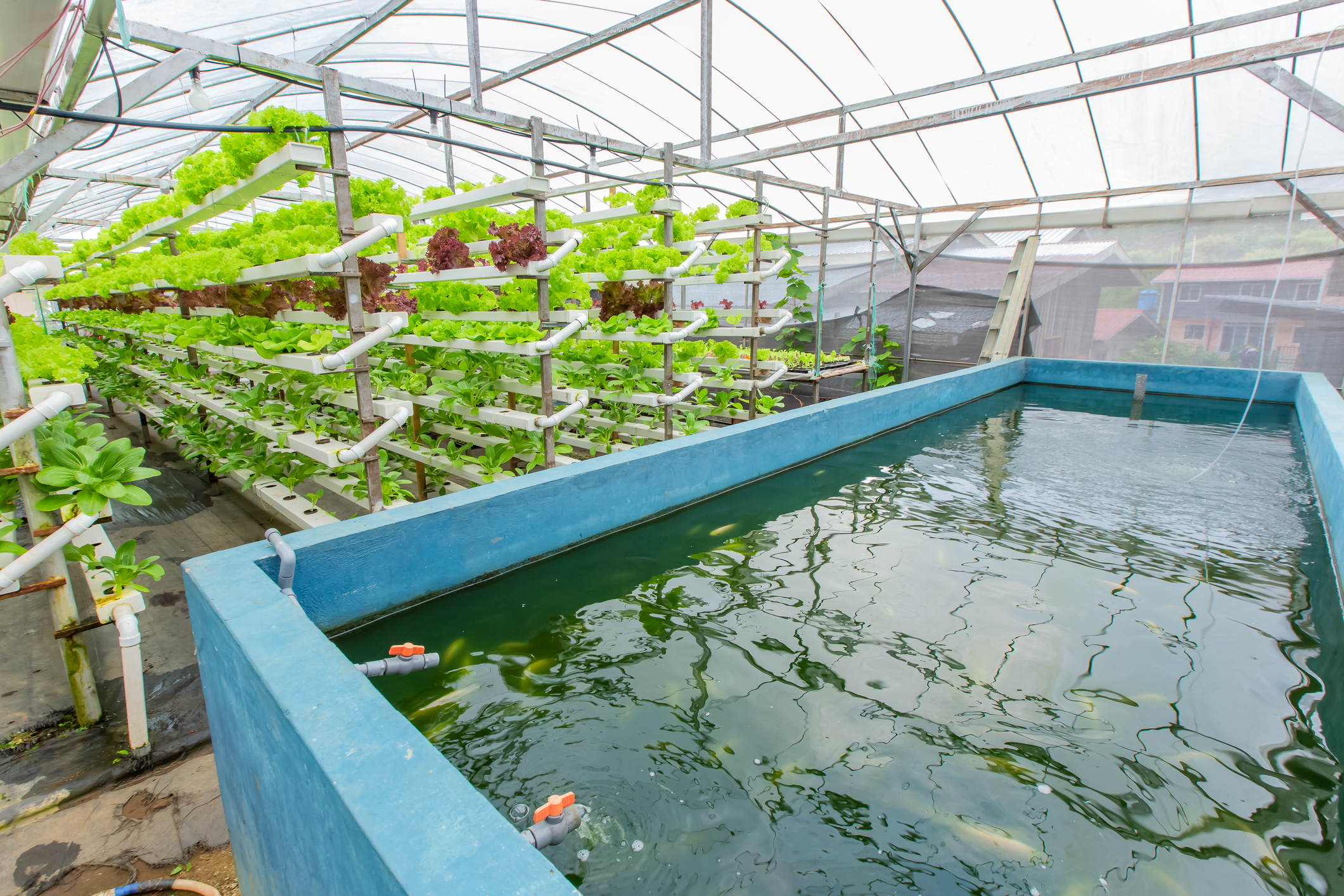 Circular Food Innovations: Understanding the Concepts and Application to  Aquaculture - Wikifarmer