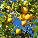 common lemon varieties
