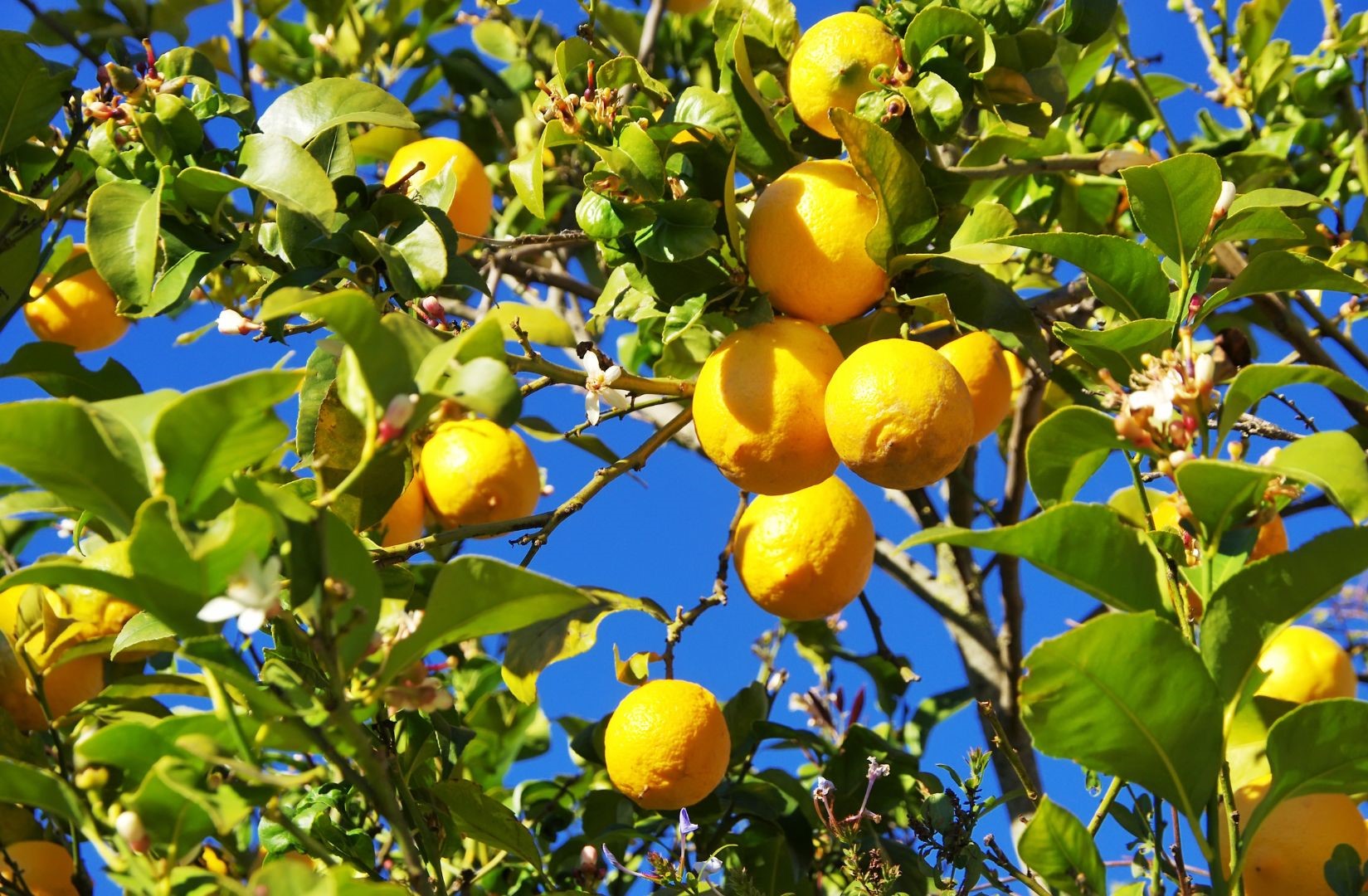 common lemon varieties