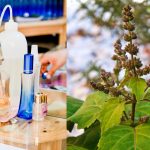 patchouli essential oil extraction