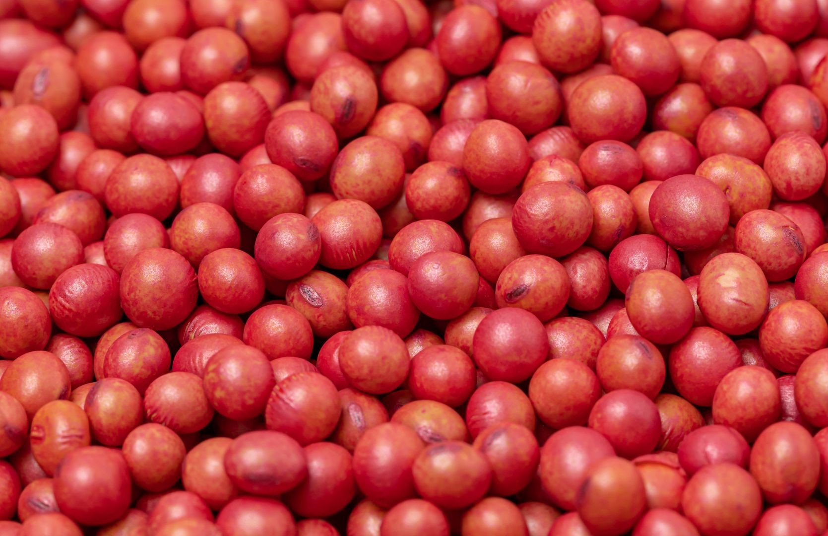 Soybean Seed Treatment and its Uses Wikifarmer