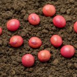 seed treatment for soybean