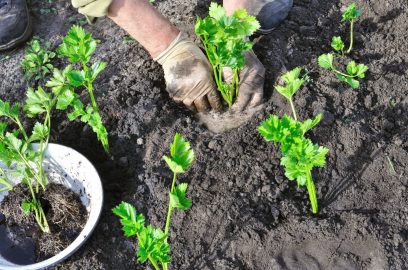 Πώς να καλλιεργήσετε σέλερι στον κήπο σας