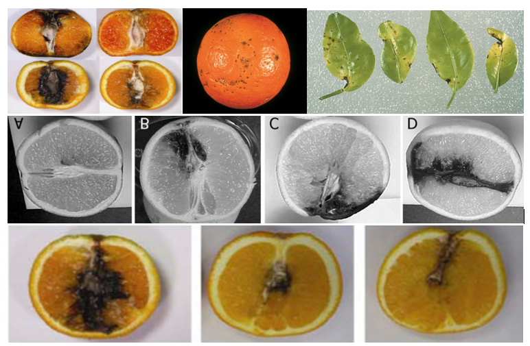 Alternaria rot in lemons