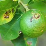 Bacterial Citrus Diseases Identification and Control