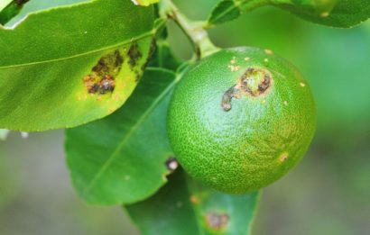 Bacterial Citrus Diseases Identification and Control