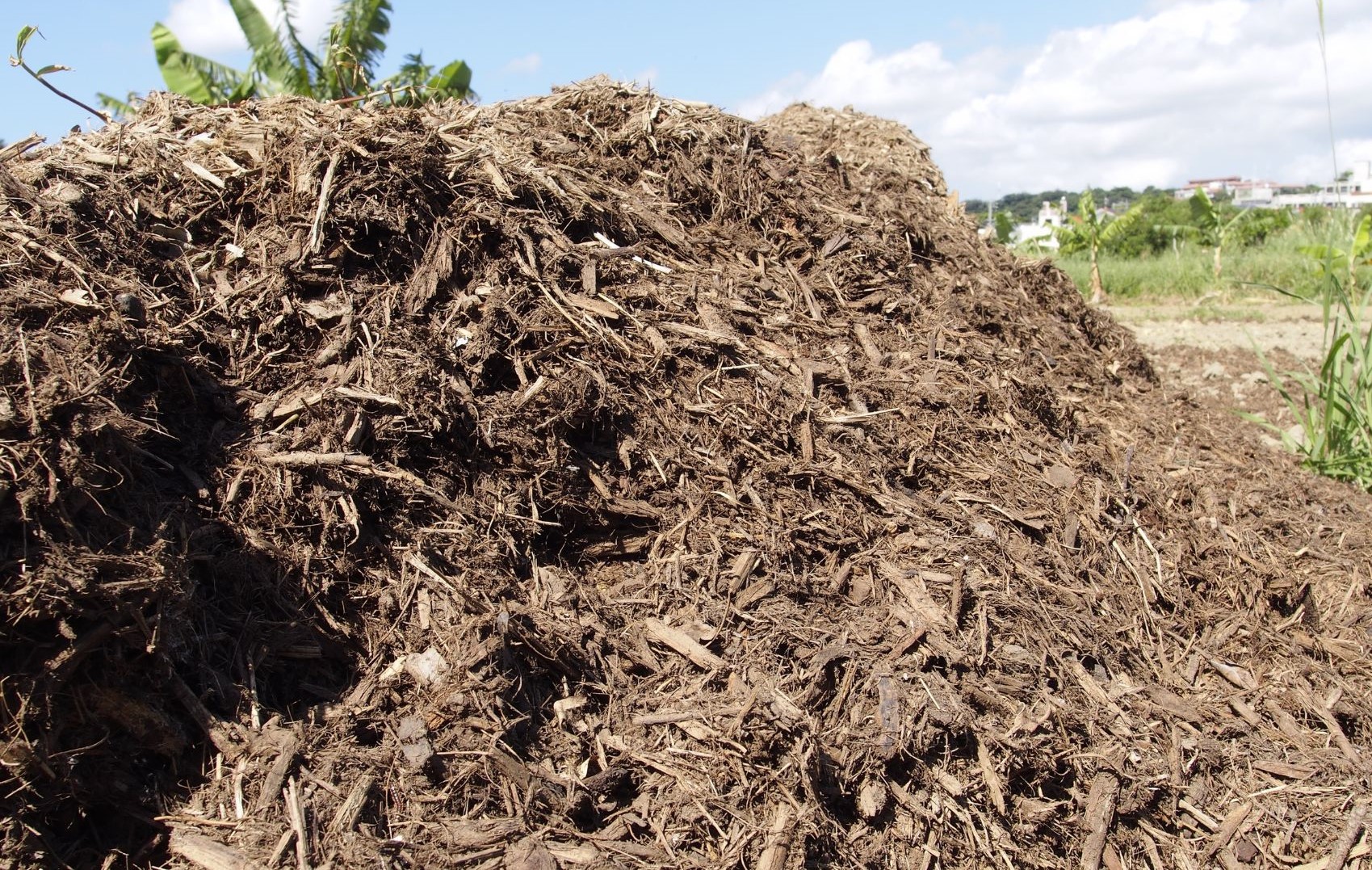 Sustainable Use of Bagasse Harnessing the Potential of Sugarcane Waste