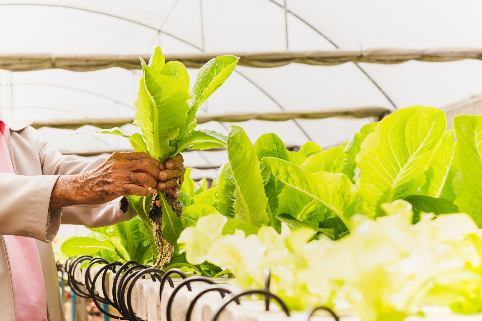 Challenges of Hydroponics Farming and how to overcome them 