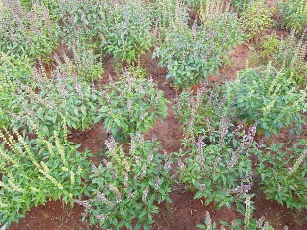 Cultivo Comercial de Manjericão (Ocimum basilicum) para produção de óleo.