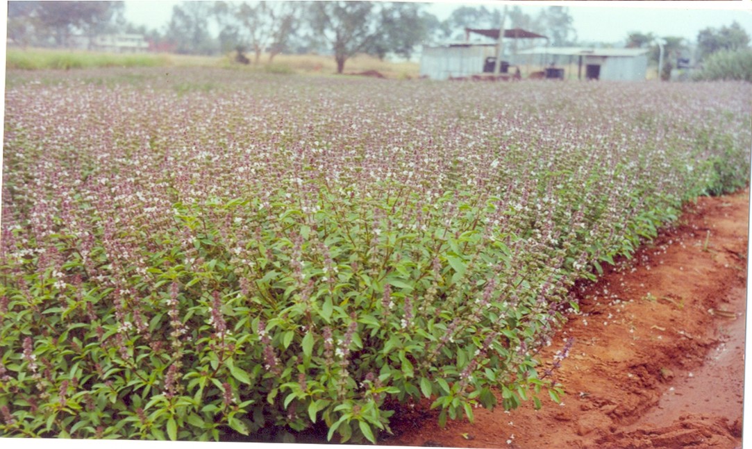 Cultivo Comercial de Manjericão (Ocimum basilicum) para produção de óleo