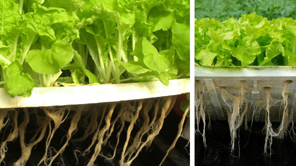 Different types of hydroponics systems and how they work