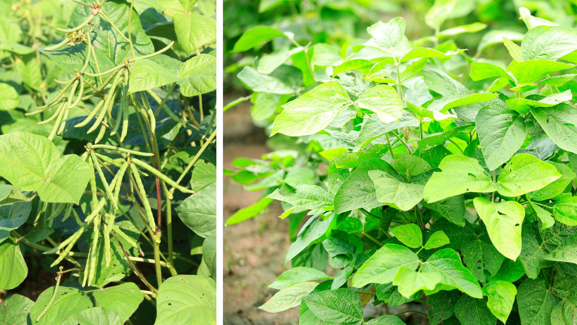 Description of Mung bean plant - Mung bean plant physiology