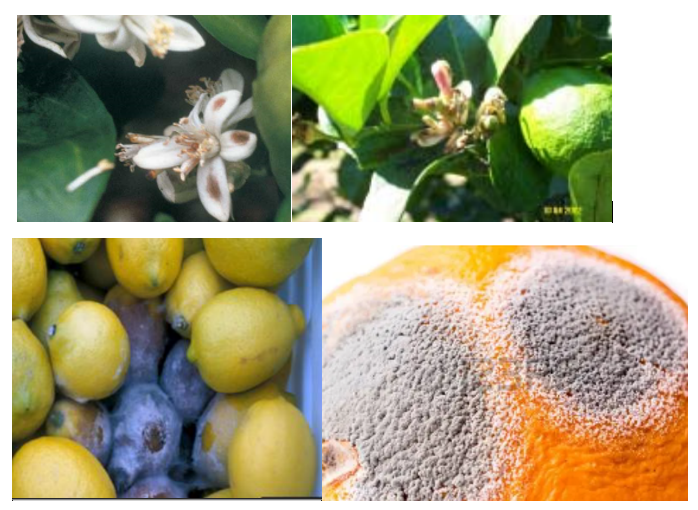 Gray Mold or Botrytis Blossom