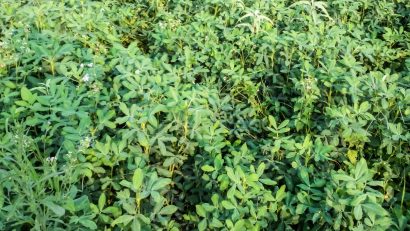 Groundnut Diseases and Management Practices