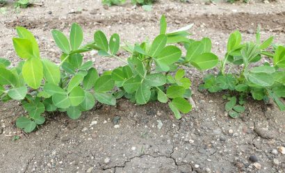 Groundnut Soil requirement, Soil preparation and Planting