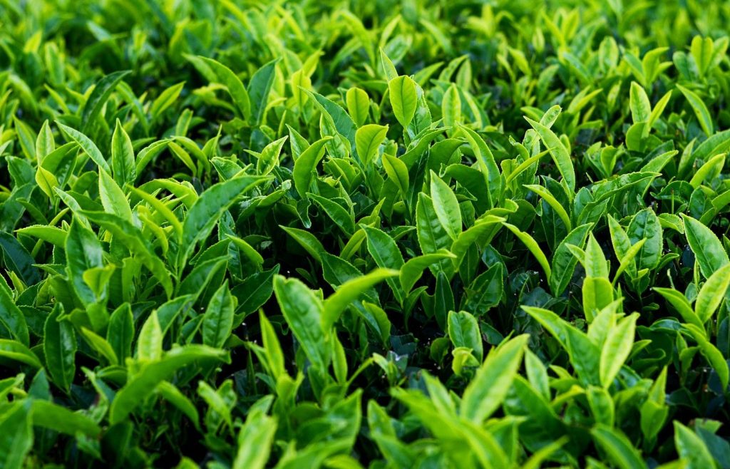 Fertilização da plantação de chá